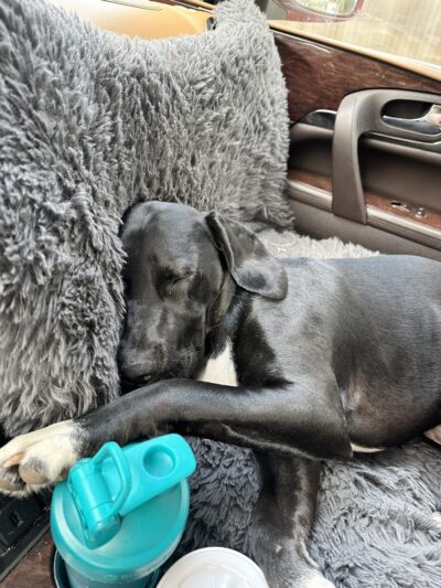 Free Paws Dog Lodging & Daycare - Lithia, FL