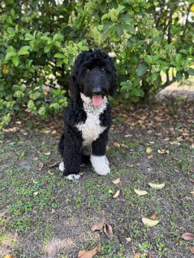 Free Paws Dog Lodging & Daycare - Lithia, FL