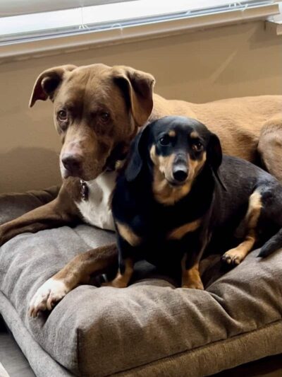 Free Paws Dog Lodging & Daycare - Lithia, FL