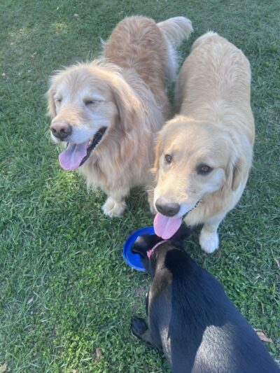 Free Paws Dog Lodging & Daycare - Lithia, FL