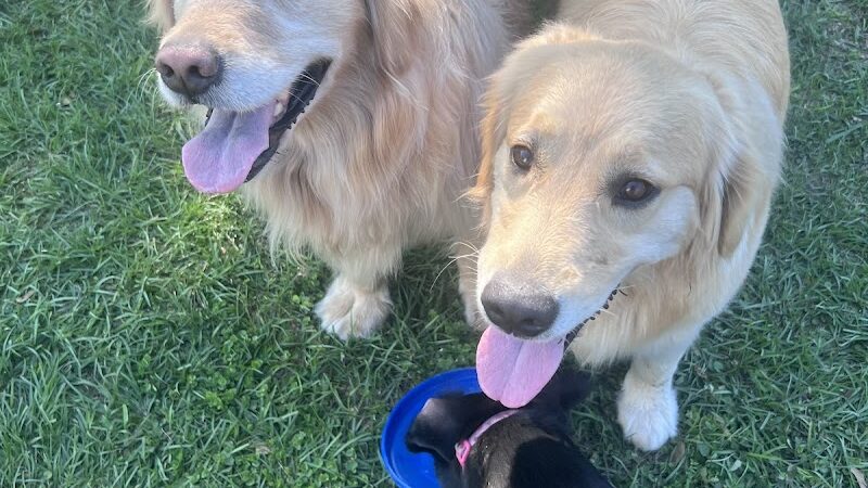 Free Paws Dog Lodging & Daycare - Lithia, FL