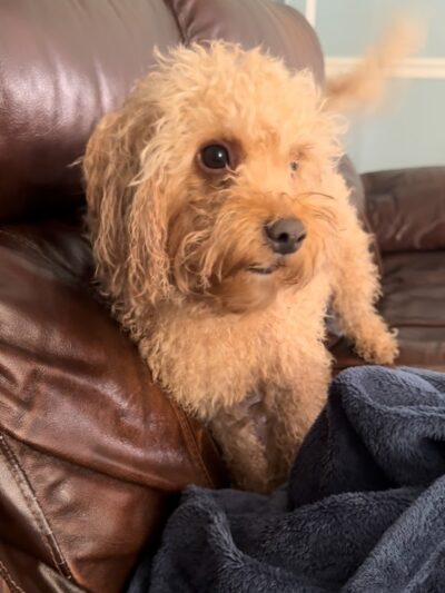 Free Paws Dog Lodging & Daycare - Lithia, FL