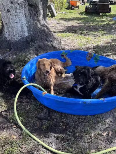 Free Paws Dog Lodging & Daycare - Lithia, FL