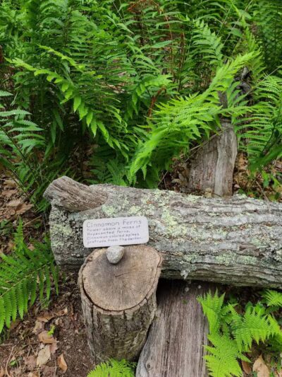 Simmons Pond - Little Compton, RI