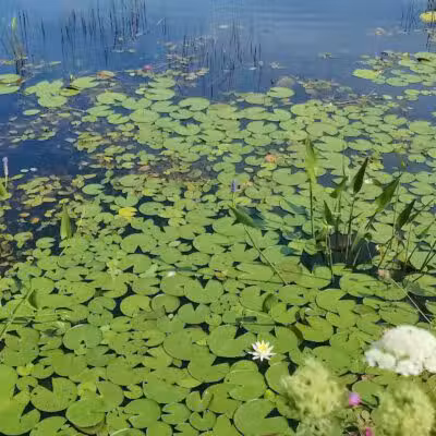 Simmons Pond - Little Compton, RI