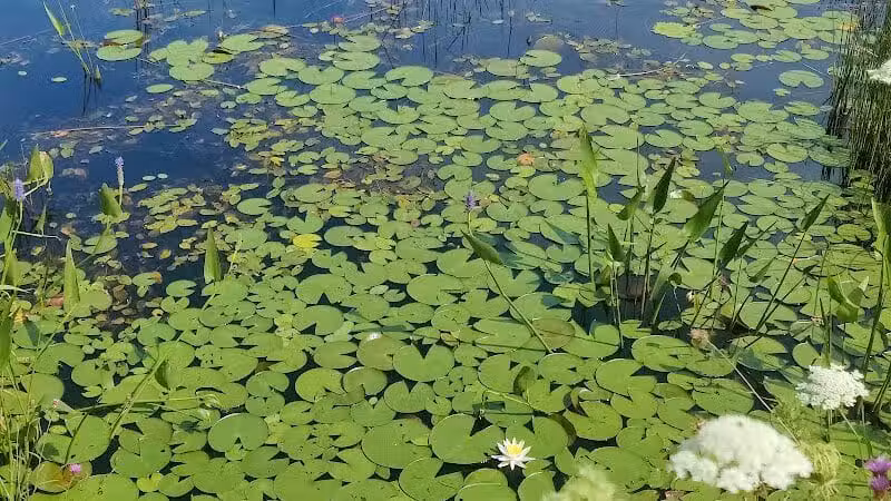 Simmons Pond - Little Compton, RI