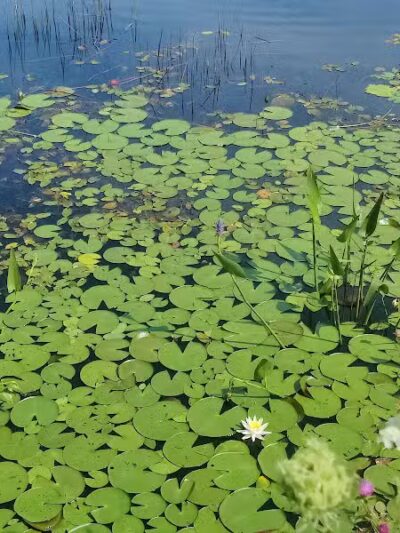 Simmons Pond - Little Compton, RI