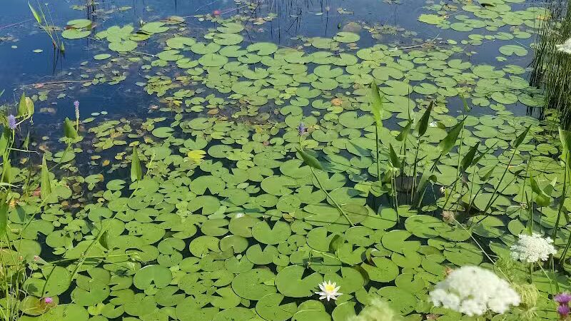 Simmons Pond - Little Compton, RI