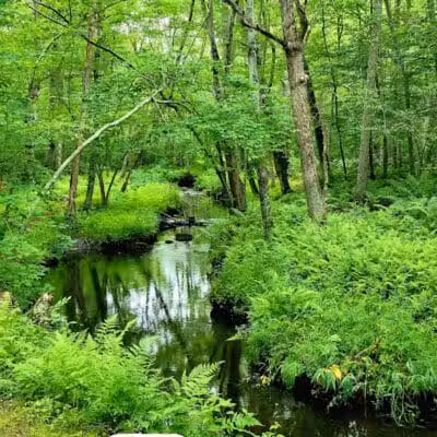 Wilbour Woods - Little Compton, RI