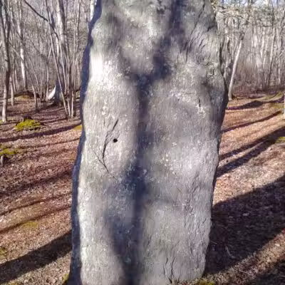 Wilbour Woods - Little Compton, RI
