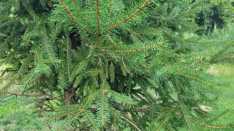 Peckman Preserve - Little Falls Township, NJ