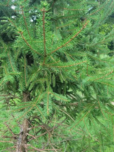 Peckman Preserve - Little Falls Township, NJ