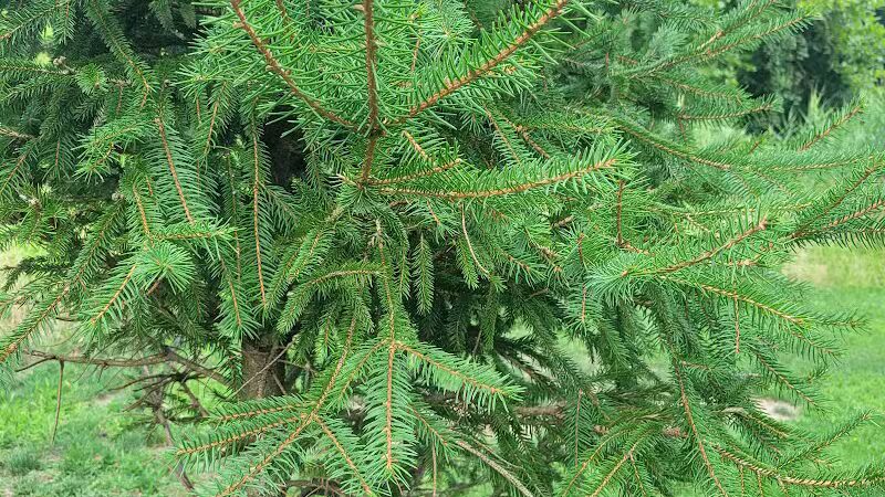 Peckman Preserve - Little Falls Township, NJ