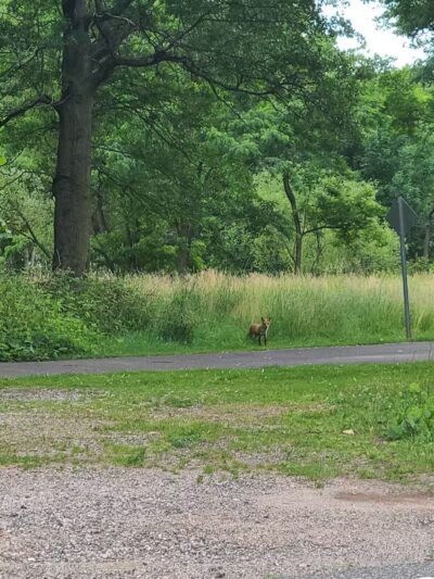 Peckman Preserve - Little Falls Township, NJ