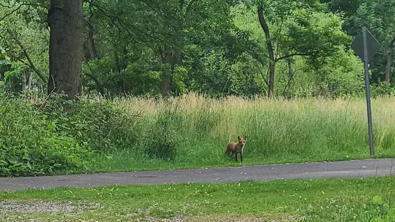 Peckman Preserve - Little Falls Township, NJ