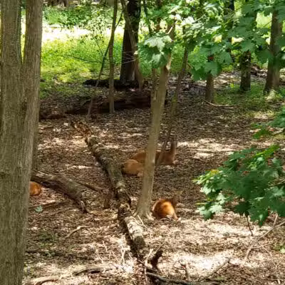 Peckman Preserve - Little Falls Township, NJ