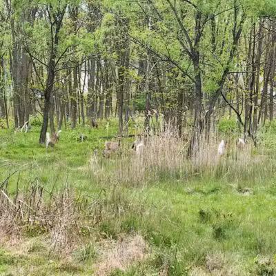 Peckman Preserve - Little Falls Township, NJ