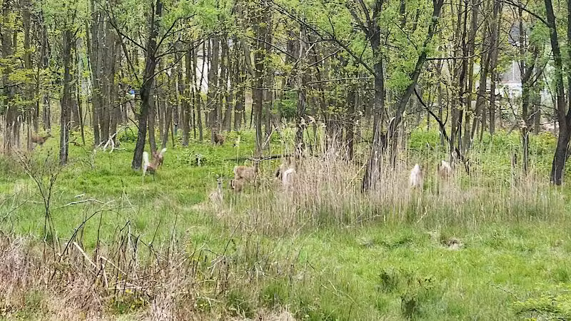 Peckman Preserve - Little Falls Township, NJ