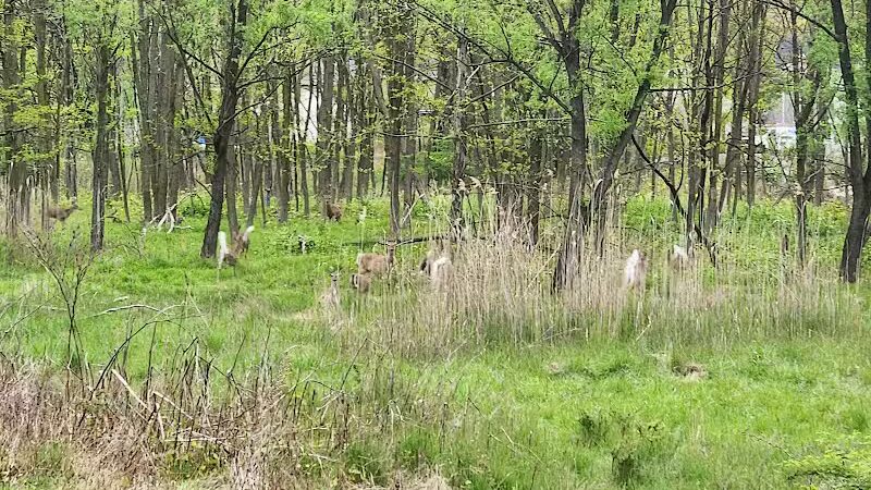 Peckman Preserve - Little Falls Township, NJ