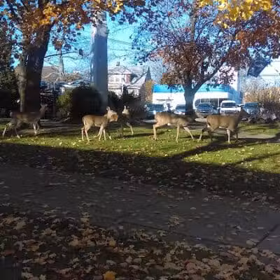 Wilmore Park - Little Falls Township, NJ