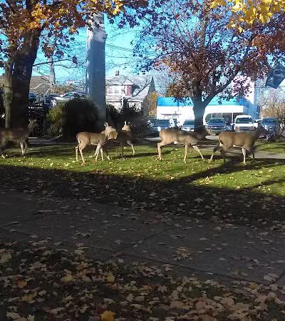 Wilmore Park - Little Falls Township, NJ