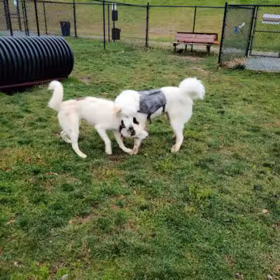 Morningside Dog park - Loch Sheldrake, NY