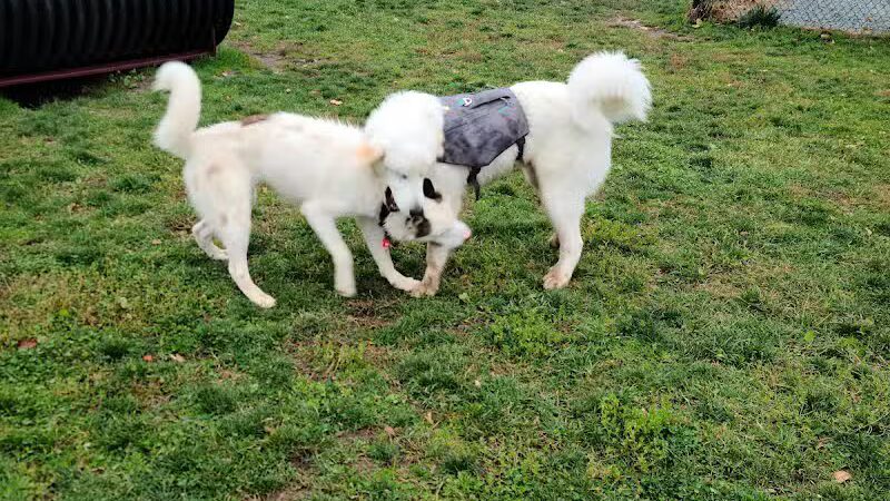Morningside Dog park - Loch Sheldrake, NY