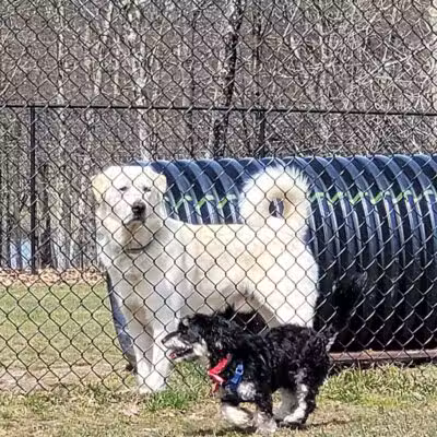 Morningside Dog park - Loch Sheldrake, NY