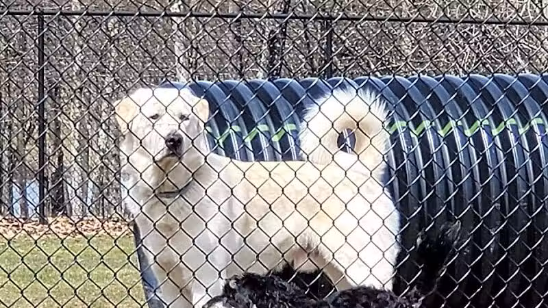 Morningside Dog park - Loch Sheldrake, NY