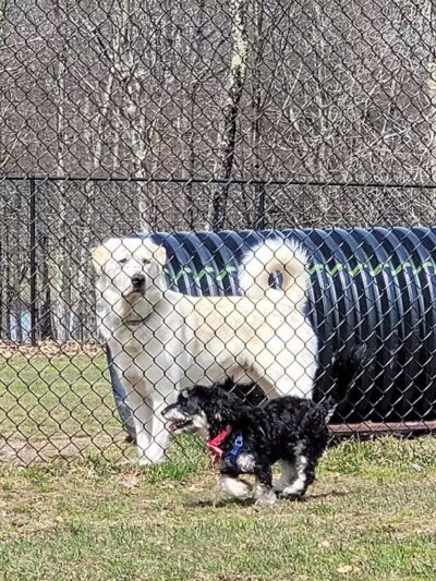Morningside Dog park - Loch Sheldrake, NY