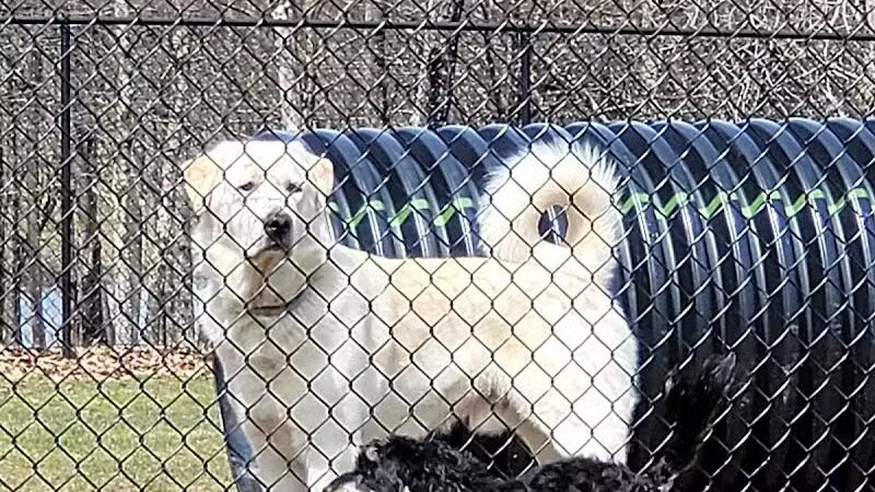 Morningside Dog park - Loch Sheldrake, NY