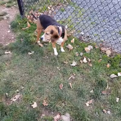 Morningside Dog park - Loch Sheldrake, NY