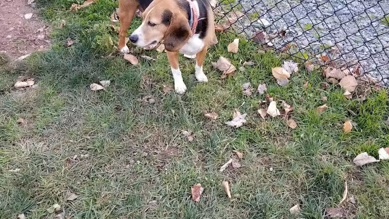 Morningside Dog park - Loch Sheldrake, NY