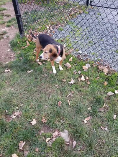 Morningside Dog park - Loch Sheldrake, NY