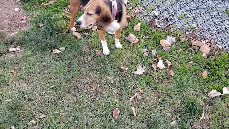 Morningside Dog park - Loch Sheldrake, NY
