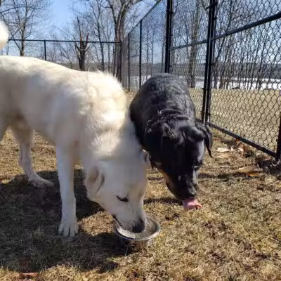 Morningside Dog park - Loch Sheldrake, NY