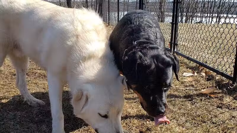 Morningside Dog park - Loch Sheldrake, NY
