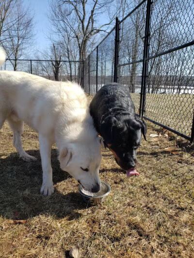 Morningside Dog park - Loch Sheldrake, NY