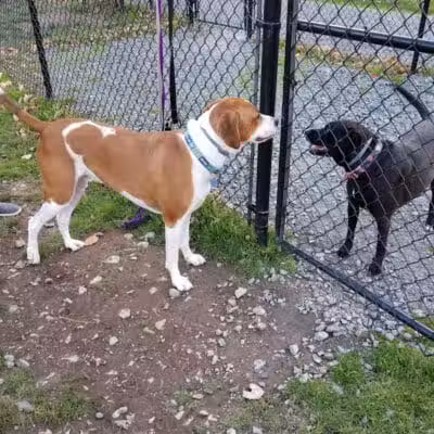 Morningside Dog park - Loch Sheldrake, NY