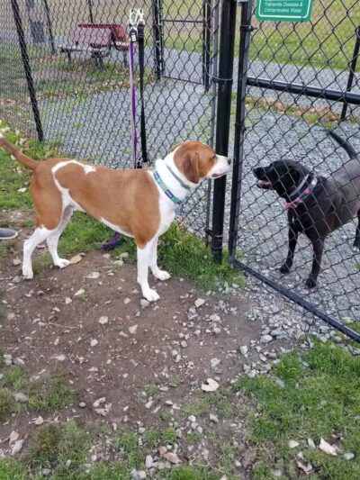 Morningside Dog park - Loch Sheldrake, NY