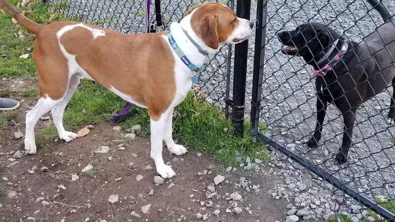 Morningside Dog park - Loch Sheldrake, NY