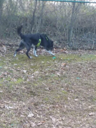 Locust Dog Park - Locust, NC