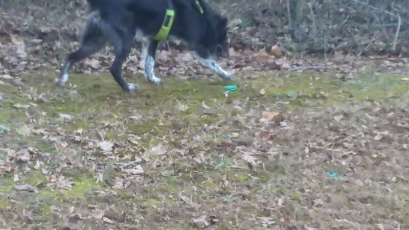 Locust Dog Park - Locust, NC