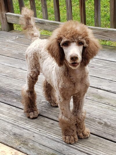 Locust Dog Park - Locust, NC