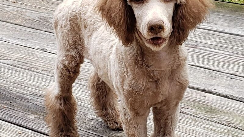 Locust Dog Park - Locust, NC