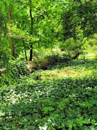 Bailey Arboretum County Park - Locust Valley, NY