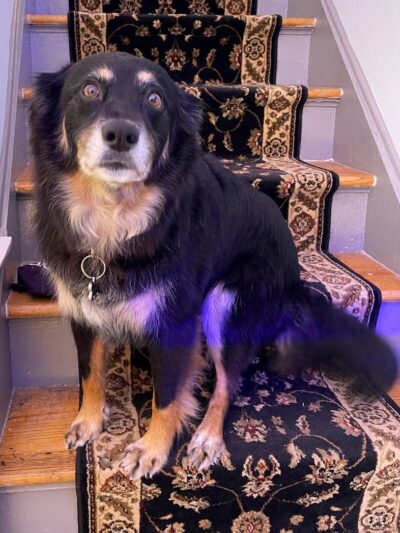 Bark Avenue Pet Spa - Locust Valley, NY