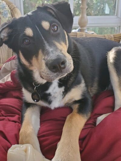 Bark Avenue Pet Spa - Locust Valley, NY