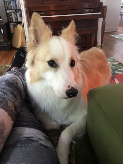 Bark Avenue Pet Spa - Locust Valley, NY