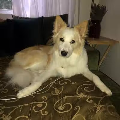 Bark Avenue Pet Spa - Locust Valley, NY
